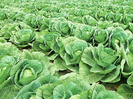 campo di cavoli verdi, verdura, campo, cavoli, verdure, natura, campo selvaggio, contadino, tradizionale, salutare, le foglie, verde, fresco, frutteto, broccoli, delizioso, agricoltura, agricolo, colore verde, mangiare sano, cibo e bevande, benessere, cibo, fotogramma intero, freschezza, sfondi, parte vegetale, foglia, crescita, pianta, nessuno, abbondanza, cavolo, giorno, cibo crudo, biologico, giardinaggio, 2K, CC0, dominio pubblico, privo di copyright
