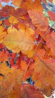 blad, efterår, efterår efterlader baggrunden, sæson, natur, blade, oktober, træ, farverig, november, sæson-, Skov, falde blade, gul, rød, multi farvet, orange farve, baggrunde, plante del, lave om, ingen mennesker, tæt på, dag, plante, skønhed i naturen, sårbarhed, ahorn blad, fuld ramme, skrøbelighed, udendørs, tør, bladvenen, naturlig tilstand, efterårssamling, 4K, CC0, offentligt domæne, royaltyfrie