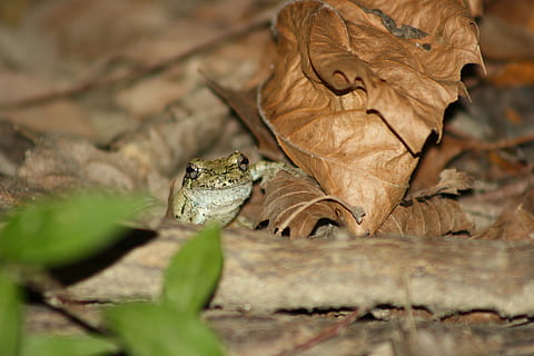 Frog, Hiding, Amphibian, tiny, animal wildlife, animals in the wild, one animal, reptile, animal themes, no people, leaf, plant part, selective focus, dry, nature, close-up, day, autumn, outdoors, plant, tree, change, animal, leaves, land, dried, poisonous, natural condition, 4K, CC0, public domain, royalty free