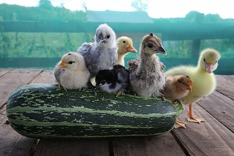pollets, aneguet, gosling, peachick, bantams, ocell, animals, jove, aus de corral, animal, temes d'animals, grup d’animals, vertebrats, animal jove, ocell jove, fauna animal, cap gent, primer pla, nacional, mascotes, naturalesa, mamífer, material de fusta, centrar-se en primer pla, animals domèstics, animals a la natura, dia, color verd, bec, família d’animals, 1080P, CC0, domini públic, lliure de regalies