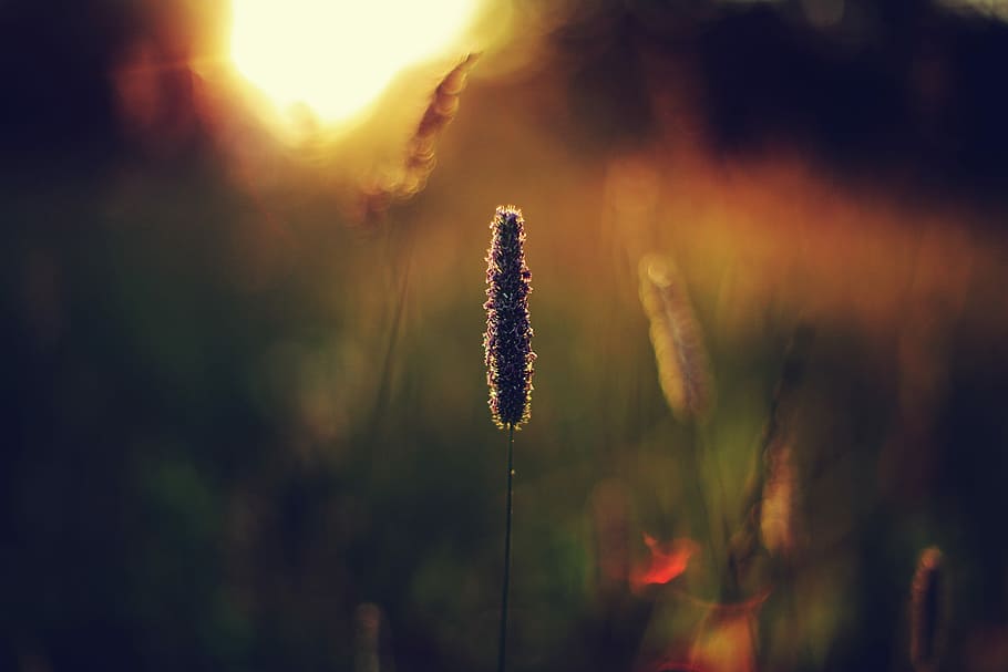 selettivo, fotografia a fuoco, fiore, superficiale, colpo di messa a fuoco, Marrone, sera, verde, campo, controluce, luce, gdl, profondità di campo, bokeh, luce del giorno, erba, pianta, crescita, bellezza nella natura, natura, avvicinamento, nessuno, concentrarsi sulle conoscenze acquisite, la tranquillità, giorno, luce del sole, all'aperto, salice, pianta fiorita, messa a fuoco selettiva, tramonto, stelo vegetale, cielo, vulnerabilità, fragilità, viola, 2K