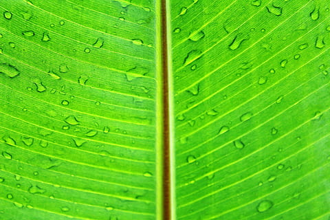 rosée d'eau, feuille, macro, vert, luxuriant, vibrant, brillant, Couleur, Naturel, environnement, printemps, été, flore, texture, botanique, modèle, pluie, gouttes, eau, humide, surface, gouttelette, éclaboussure, Frais, nerfs, veines, la nature, plante, fermer, couleur verte, fraîcheur, arrière-plans, laissez tomber, veine de la feuille, abstrait, rosée, partie de la plante, plein cadre, feuille de palmier, croissance, personne, motif naturel, beauté dans la nature, texturé, journée, palmier, en plein air, feuilles, goutte de pluie, 2K, CC0, domaine public, libre de droits