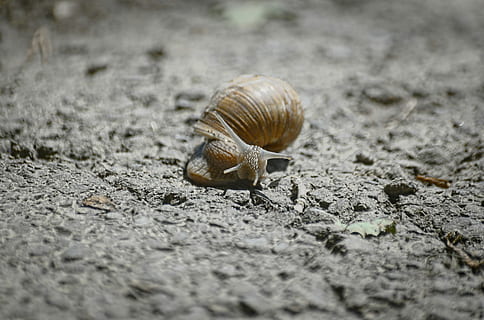 cargol, closca, cargol, shell, un animal, temes d'animals, animals a la natura, vida salvatge, gasteròpode, animal, fauna animal, mol·lusc, invertebrat, enfocament selectiu, closca d’animals, primer pla, naturalesa, cap gent, dia, terra, a l'aire lliure, part del cos dels animals, avorriment, nivell superficial, 2K, CC0, domini públic, lliure de regalies
