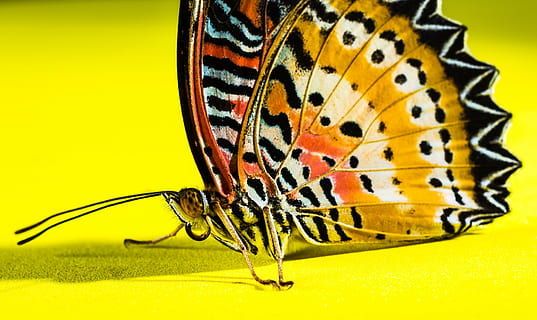 farfalla, insetto, farfalla - insetto, natura, animale, ala animale, giallo, macro, avvicinamento, multicolore, bellezza nella natura, un animale, temi animali, fauna selvatica, invertebrato, animali allo stato selvatico, parte del corpo animale, sfondo colorato, primo piano estremo, nessuno, zoologia, parte del corpo, sfondo giallo, ingrandimento, gamba animale, occhio animale, piccolo, 4K, CC0, dominio pubblico, privo di copyright