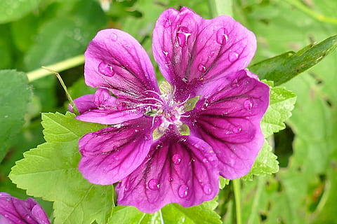 Malve, schließen, wunderschönen, violett, blühen, Knospe, Natur, wilde Blume, blühende Pflanze, Blume, Pflanze, Frische, nass, Schönheit in der Natur, fallen, Wasser, pinke Farbe, Zerbrechlichkeit, Wachstum, Nahansicht, Verletzlichkeit, Blütenblatt, Blütenstand, Blütenkopf, lila, keine Leute, Frühling, Tau, draußen, Regen, Pollen, Regentropfen, Reinheit, 5K, CC0, gemeinfrei, lizenzfrei