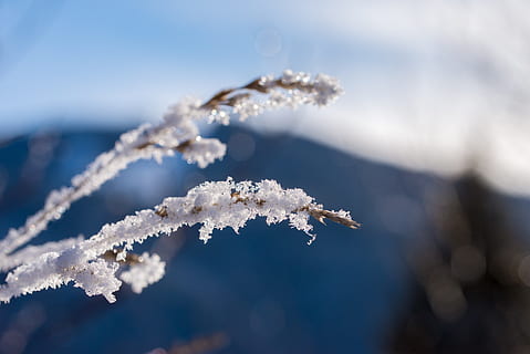ziemā, sniegs, ledus, ziemas, balts, auksts, gaisma, raksturs, ziemas mežs, sniegains, eiskristalle, aukstā temperatūra, saldēti, sala, skaistums dabā, vidi, nav cilvēku, augu, sniegpārsla, tuvplāns, balta krāsa, koks, koncentrēties uz jaunajām zināšanām, dienā, ārā, ainavu, egle, priede, 5K, CC0, publiskais domēns, bez atlīdzības