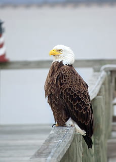 hvid, Brun, eagle perching, grå, træ hegn, Hvidhovedet havørn, ørn, rød, blå, patriotisk, mole, USA, symbol, fugl, dyr, dyre temaer, rovfugl, dyr i naturen, dyreliv, hvirveldyr, et dyr, fokus på forgrunden, dag, ørn - fugl, perching, ingen mennesker, vand, natur, træ - materiale, hav, udendørs, 5K, CC0, offentligt domæne, royaltyfrie