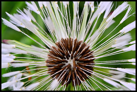 fiore, semi, avvicinamento, macro, natura, flora, botanica, molti, grappolo, il giro, steli, messa a fuoco selettiva, giorno, all'aperto, pianta, crescita, bellezza nella natura, nessuno, concentrarsi sulle conoscenze acquisite, trasferimento stampa, freschezza, fragilità, filtro di post produzione automatico, vulnerabilità, pianta fiorita, colore verde, modello naturale, luce del sole, spinoso, semi di dente di leone, albero di conifere, 4K, CC0, dominio pubblico, privo di copyright
