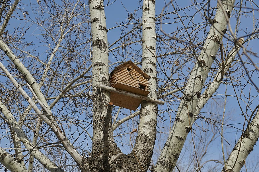 birdhouse, albero, natura, Inquadratura dal basso, pianta, albero nudo, cielo, ramo, giorno, nessuno, tronco, tronco d'albero, cielo sereno, all'aperto, luce del sole, la tranquillità, legno - materiale, blu, attrezzatura per l'illuminazione, sospeso, 4K