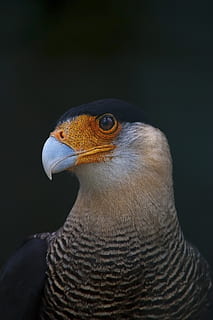 ave, vultur, pene, faună, pasăre, vârf, păsări răpitoare, pasăre de pradă, cap, natură, animal, animale, animale sălbatice, cioc, animale în sălbăticie, un animal, animale tematice, animale vertebrate, a închide, uitându-se departe, in cautarea, nici o persoana, partea corpului animalului, Fundal negru, studio shot, să se concentreze asupra primelor elemente, vulturul - pasăre, cap de animal, vizualizare profil, pui de somn, ochi de animale, 2K, CC0, domeniu public, fără drepturi de autor