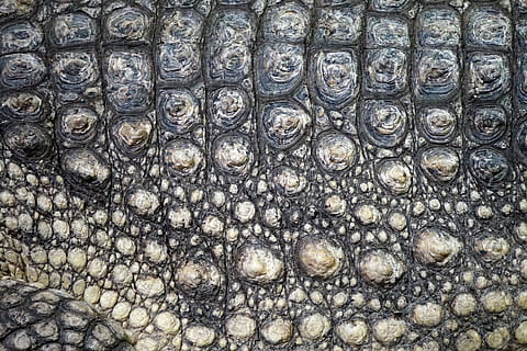 fotografie închisă, pielea crocodilă, crocodil, scară, textură, închide, solzos, balaur, târâtoare, cadru complet, fundaluri, animal, a închide, animale tematice, nici o persoana, un animal, animale sălbatice, model, animale în sălbăticie, texturată, partea corpului animalului, animale vertebrate, mare, piele de animal, pe scara animalelor, sub apă, în aer liber, marin, ochi de animale, 5K, CC0, domeniu public, fără drepturi de autor