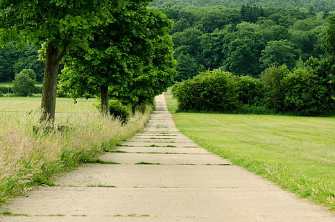 pădure, copac, copaci, frunziş, frunze, natură, cale, mers pe jos, sezon, vară, relaxare, concediu, triburi, verde, luncă, plantă, Culoarea verde, direcţie, creştere, liniște, calea de urmat, o scenă liniștită, frumusețe în natură, cărare, iarbă, nici o persoana, zi, scenice - natura, teren, luxuriant frunziș, scenă non-urbană, în aer liber, diminuarea perspectivei, Aleea din grădină, 1080P, CC0, domeniu public, fără drepturi de autor