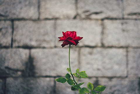 rouge, Rose, fleur, gris, béton, mur de briques, jour, sélectif, photographie de mise au point, mur, unique, un, seul, plante à fleurs, plante, vulnérabilité, fragilité, fraîcheur, beauté dans la nature, fermer, pétale, la nature, inflorescence, se concentrer sur le premier plan, tête de fleur, construction de murs, journée, croissance, en plein air, personne, 4K, CC0, domaine public, libre de droits