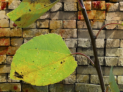 blade, murstens væg, baggrund, mursten, væg, digital kunst, digital oprettelse, natur, kunstværk, fantasi, grafisk, design, blad, murbygningsfunktion, udendørs, plante, grøn farve, dag, ingen mennesker, plante del, bygget struktur, arkitektur, vækst, tæt på, skønhed i naturen, høj vinkel visning, tør, Stenmur, 4K, CC0, offentligt domæne, royaltyfrie