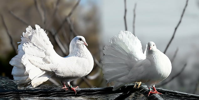 zwei, Weiß, Fantail Tauben, grau, Ast, Tauben, Paar, Zuneigung, turteln, Bildbearbeitung, Vogel, Natur, Taube, Tier, Taubenvogel, draußen, Feder, Tierflügel, Tierthemen, Tierwelt, Tiere in freier Wildbahn, Gruppe von Tieren, Wirbeltier, weiße Farbe, Fokus auf den Vordergrund, keine Leute, Wasser, Tag, vier Tiere, Baum, Zusammengehörigkeit, hocken, Geflügel, Tierfamilie, 1080P, CC0, gemeinfrei, lizenzfrei