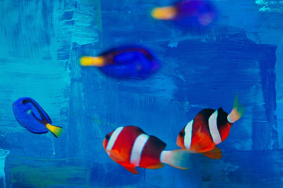 peixos petits, peix, ratlles, resum, fons, escriptori, temes d'animals, animal, nedar, aigua, sota l'aigua, mar, vertebrats, fauna animal, blau, animals a la natura, grup d’animals, cap gent, la vida marina, animals en captivitat, multicolor, marí, naturalesa, a l'interior, 4K