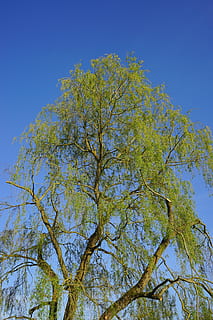 copac, păşune, mare, puternic, estetic, frunze, verde, natură, albastru, creştere, plantă, nici o persoana, vedere unghiulară joasă, cer, ramură, cer senin, zi, frumusețe în natură, liniște, în aer liber, Culoarea verde, lumina soarelui, toamnă, scenice - natura, parte a plantelor, copac copac, 5K, CC0, domeniu public, fără drepturi de autor