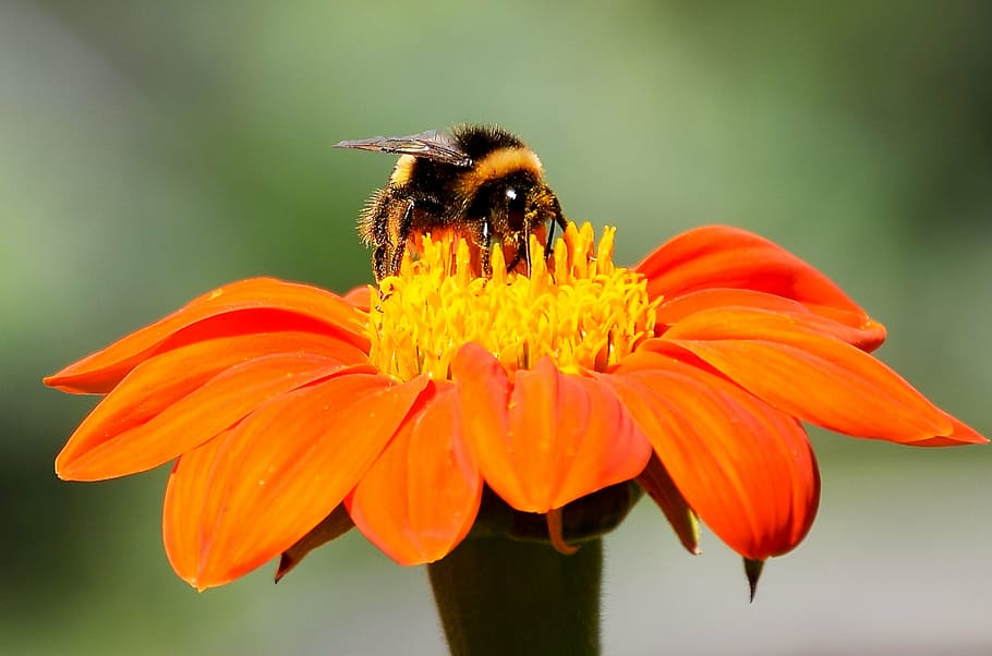 blomst, bier, bi, orange, plante, insekter, pollen, natur, eng, blomstrende plante, insekt, kronblad, hvirvelløse, skrøbelighed, dyre temaer, dyreliv, blomsterhoved, dyr, sårbarhed, dyr i naturen, skønhed i naturen, et dyr, friskhed, blomsterstand, tæt på, vækst, bestøvning, ingen mennesker, udendørs, 5K