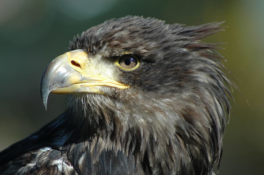 marró, cap de falcó, foto del focus, falcó marró, endavant, focus, foto, àguila 9, raptor, observació, ocell, àguila - ocell, rapinyaire, bec, vida salvatge, animal, carnívor, naturalesa, àguila calba, ploma, animals a la natura, ull d’animals, primer pla, cap d’animals, caça d’animals, falcó - ocell, part del cos dels animals, un animal, temes d'animals, fauna animal, vertebrats, àguila, cap gent, centrar-se en primer pla, dia, mirant, mirant cap a fora, vista del perfil, 1080P