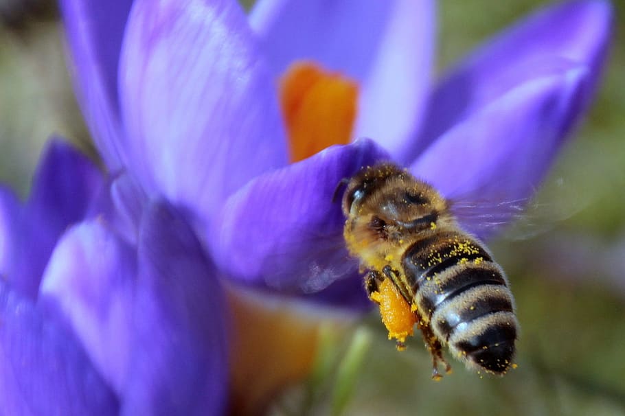 Biene, Nektar, fliegen, Nahrungssuche, Vorbote des Frühlings, Biene im Anflug, Insekt, Krokus, frühlingsanfang, blühen, Pollen sammeln, Natur, Blume, Bestäubung, Pollen, Honig, Honigbiene, Makro, Nahansicht, Sommer-, Pflanze, draußen, Frühling, Tier, Tiere und Haustiere, einzelne Blume, Gelb, Insekten, grüne Farbe, ein Tier, Tierthemen, Tiere in freier Wildbahn, lila, blühende Pflanze, Tierwelt, Schönheit in der Natur, Zerbrechlichkeit, Blütenblatt, Verletzlichkeit, wirbellos, Blütenkopf, Frische, Wachstum, keine Leute, Hummel, 1080P