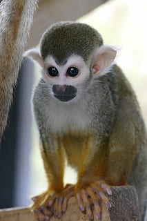 edderkoppen abe, aber, primat, ansigt, dyreliv, natur, dyr, pattedyr, øjne, vild, ekspression, sidder, portræt, leder, nuttet, hoved, ung, Zoo, Brun, et dyr, dyr i naturen, kigger på kameraet, tæt på, ingen mennesker, hvirveldyr, fokus på forgrunden, dag, ungt dyr, udendørs, bakkenbart, 5K, CC0, offentligt domæne, royaltyfrie