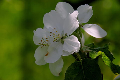 jabloně, jablko květina, jablko, jaro, strom, květiny, smutný, zahrada, Příroda, kvetoucí crabapple, ovoce, bílý, kvetoucí strom, bílá květina, květ, kvetoucí rostlina, rostlina, růst, křehkost, krása v přírodě, svěžest, zranitelnost, okvětní lístek, detail, květenství, květu hlavy, bílá barva, list, rostlinné části, pyl, nikdo, zaměřit se na popředí, venku, kytice, Třešňový květ, 2K, CC0, veřejná doména, bez autorských práv