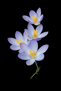สีม่วง, ขาว, รูปดอกไม้, ดอกดิน, ธรรมชาติ, พื้นหลัง, crocuses, ดอกไม้, ฤดูใบไม้ผลิ, สดใส, พื้นหลังสีดำ, ดอก, ความงาม, การเจริญเติบโต, ไม่มีคน, หอม, ปลูก, ไม้ดอก, ความบอบบาง, ความอ่อนแอ, ความสด, ความงามในธรรมชาติ, กลีบดอกไม้, ช่อดอก, ใกล้ชิด, สตูดิโอยิง, หัวดอกไม้, ในบ้าน, สีขาว, การผ่อนคลาย, เรณู, ใบไม้, ความบริสุทธิ์, เปลี่ยว, 4K, CC0, โดเมนสาธารณะ, ค่าลิขสิทธิ์ฟรี