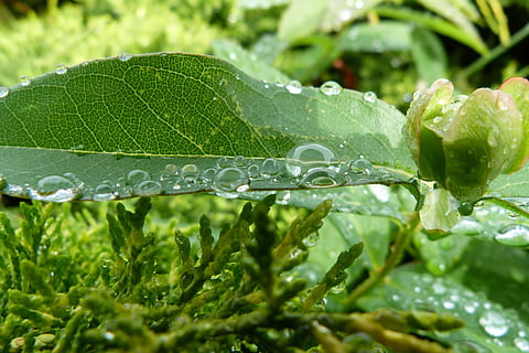 dugg, blad, makro, duggfall, natur, grønn, vår, detalj, miste, vann, plante del, våt, grønn farge, anlegg, vekst, friskhet, nærbilde, skjønnhet i naturen, ingen folk, regn, dag, utendørs, regndråpe, renhet, gresstrå, 4K, CC0, offentlig domene, opphavsrett gratis