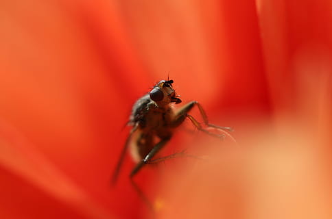 fliegen, Insekt, Innerhalb, Blume, Makro, Nahansicht, Tier, Natur, Fehler, klein, Pest, Auge, gruselig, Tierwelt, Fauna, Bestäubung, Tierthemen, wirbellos, ein Tier, Tiere in freier Wildbahn, selektiver Fokus, rot, menschliches Körperteil, Spinnentier, draußen, extreme Nahaufnahme, Spinne, Studioaufnahme, Körperteil, 4K