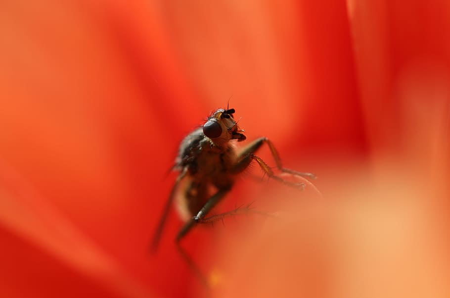 volare, insetto, dentro, fiore, macro, avvicinamento, animale, natura, piccolo, peste, occhio, raccapricciante, fauna, impollinazione, temi animali, invertebrato, fauna selvatica, un animale, animali allo stato selvatico, messa a fuoco selettiva, rosso, parte del corpo umano, aracnide, all'aperto, primo piano estremo, ragno, girato in studio, parte del corpo, 4K