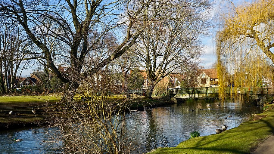 natura, albero, riflessione, acqua, autunno, stagione, fiume, foglia, all'aperto, cielo, bel tempo, tempo metereologico, paesaggio, blu, idilliaco, panoramico, tranquillo, scenario, Hertford, albero nudo, pianta, lago, struttura costruita, architettura, giorno, nessuno, la tranquillità, ramo, parco, parco - spazio creato dall'uomo, ponte - struttura fatta dall'uomo, Salice, 5K