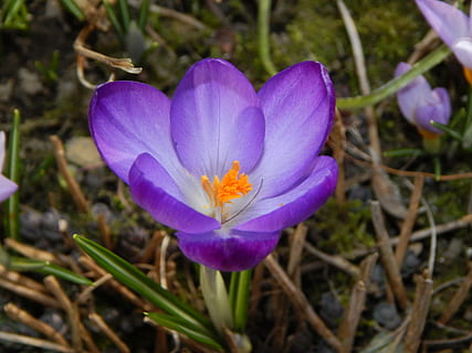 Krokus, Frühling, Frühlingskrokus, lila, Frühblüher, frühlingsanfang, Frühlingserwachen, Natur, Blume, Pflanze, Blütenblatt, Blütenkopf, blühende Pflanze, Frische, Verletzlichkeit, Schönheit in der Natur, Zerbrechlichkeit, Wachstum, Nahansicht, Iris, Blütenstand, keine Leute, Pollen, Botanik, Feld, 4K, CC0, gemeinfrei, lizenzfrei
