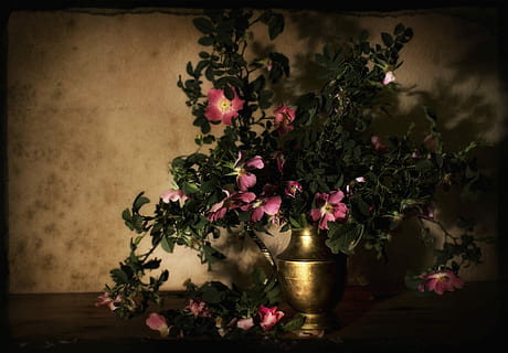 Hintergrund, Frühling, wilde Rose, der Hintergrund, Zusammensetzung, Vase, Manipulation, Natur, Textur, Blumen, alt, drinnen, keine Leute, Blume, altmodisch, Baum, Schönheit, Pflanze, blühende Pflanze, Schönheit in der Natur, Verletzlichkeit, Zerbrechlichkeit, Tabelle, pinke Farbe, Dekoration, Frische, Blatt, Blumenschmuck, beleuchtet, Pflanzenteil, Anordnung, Strauß, Blütenkopf, Blumenmuster, Struktureffekt, 4K, CC0, gemeinfrei, lizenzfrei