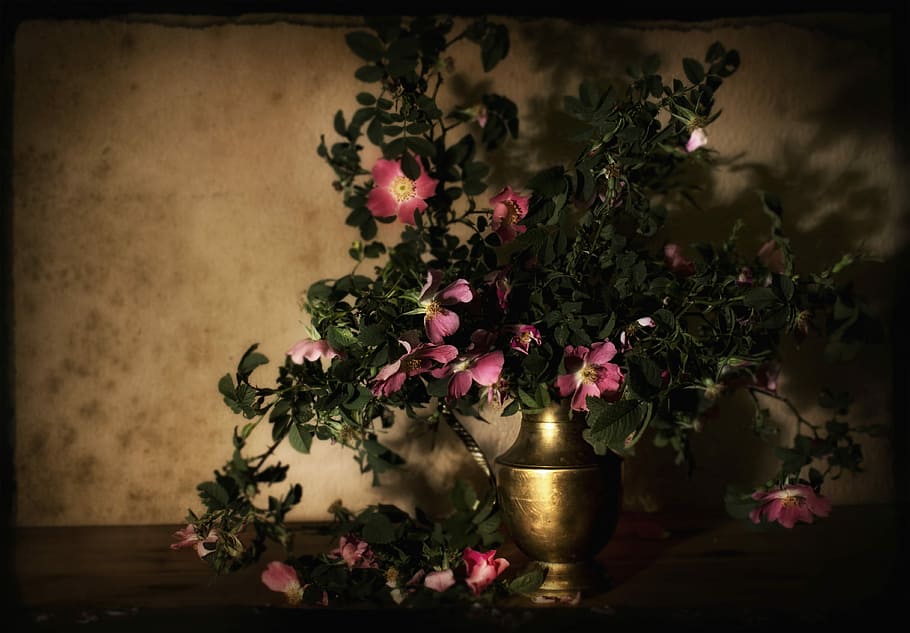 fons, primavera, rosa salvatge, el rerefons, composició, gerro, manipulació, naturalesa, textura, flors, vell, a l'interior, cap gent, flor, passat de moda, arbre, bellesa, planta, planta amb flors, bellesa a la natura, vulnerabilitat, fragilitat, taula, color rosa, decoració, frescor, full, arranjament floral, il·luminat, part de la planta, arranjament, bouquet, cap de flor, motiu floral, efecte texturat, 4K