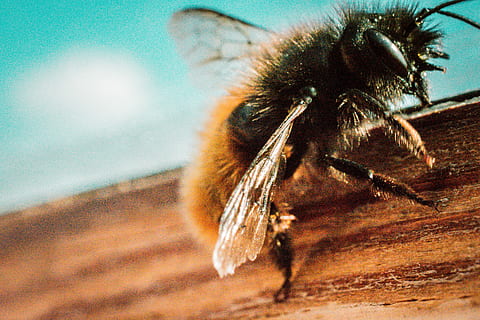 Černá, hnědý, včela, dřevo, mikro, fotografování objektivů, bumble, vosa, Chyba, křídla, vlasy, srst, hmyz, nikon, zoom, detail, velký, oko, tranparence, chlupatý, jednoho zvířete, zvířat, zvíře, bezobratlý, zvířata ve volné přírodě, zaměřit se na popředí, nikdo, Příroda, část těla zvířete, zvířecí křídlo, savec, selektivní zaměření, den, venku, krása v přírodě, zvířecí chlupy, zvířecí hlavy, 5K, CC0, veřejná doména, bez autorských práv