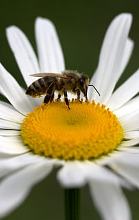 abella, margarida, pol·len, treballar, insecta, naturalesa, flor, blanc, planta amb flors, fragilitat, vulnerabilitat, pètal, insecte, bellesa a la natura, cap de flor, invertebrat, animals a la natura, fauna animal, creixement, frescor, planta, un animal, primer pla, temes d'animals, inflorescència, animal, groc, polinització, cap gent, 2K, CC0, domini públic, lliure de regalies