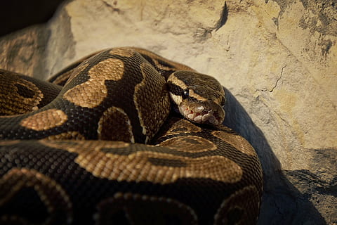 snake, wallpaper, background, python regius, vivarium, breeding, reptile, animal, python, wildlife, poisonous, nature, carnivore, animal themes, one animal, animal wildlife, animals in the wild, vertebrate, no people, animal body part, close-up, animal skin, animals in captivity, zoo, day, animal scale, rock, outdoors, rock - object, animal head, 4K, CC0, public domain, royalty free