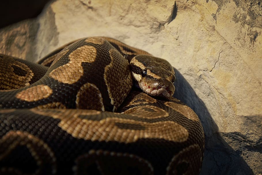 serp, fons de pantalla, fons, python regius, vivarium, cria, rèptil, animal, python, vida salvatge, verinós, naturalesa, carnívor, temes d'animals, un animal, fauna animal, animals a la natura, vertebrats, cap gent, part del cos dels animals, primer pla, pell d’animals, animals en captivitat, zoo, dia, escala d’animals, rock, a l'aire lliure, rock - object, cap d’animals, 4K