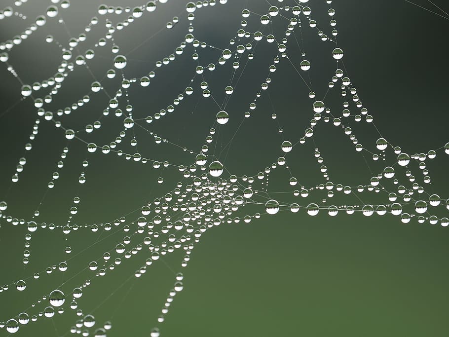primer pla, teranyina, web de l'aranya, aigua, web, humit, tirar, frescor, cap gent, moviment, naturalesa, tir de l'estudi, esquitxades, patró, bellesa a la natura, refresc, resum, fragilitat, a l'aire lliure, rosada, fons, puresa, fumigació, fons negre, pluja, netejar, aigua que flueix, 4K