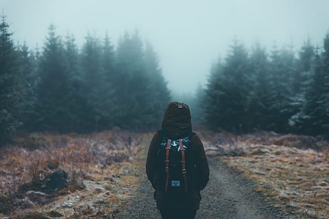 man, walking, pathway, pine, trees, forest, plants, nature, people, alone, travel, foggy, landscape, outdoor, hiking, outdoors, backpack, adventure, mountain, winter, one Person, tree, land, rear view, plant, leisure activity, activity, woodland, hood, lifestyles, clothing, scenics - nature, beauty in nature, real people, standing, tranquility, hood - clothing, warm clothing, 5K, CC0, public domain, royalty free
