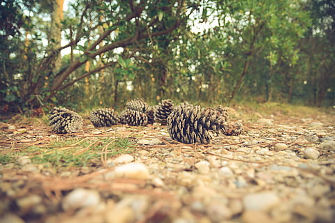 închide, fotografie, mai mulți, conuri de pin, sol, pădure, copaci, natură, frunziş, copac, animal, animale sălbatice, selectiv, animale în sălbăticie, plantă, animale tematice, teren, mamifer, relaxare, nici o persoana, animale vertebrate, zi, culcat, grup de animale, camp, frumusețe în natură, suprafață, 5K, CC0, domeniu public, fără drepturi de autor