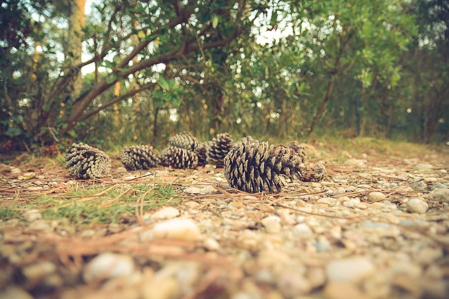 închide, fotografie, mai mulți, conuri de pin, sol, pădure, copaci, natură, frunziş, copac, animal, animale sălbatice, selectiv, animale în sălbăticie, plantă, animale tematice, teren, mamifer, relaxare, nici o persoana, animale vertebrate, zi, culcat, grup de animale, camp, frumusețe în natură, suprafață, 5K
