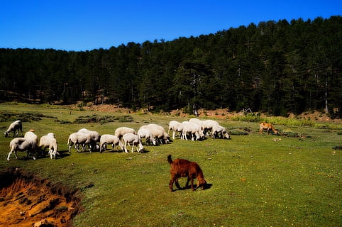 campament, naturalesa, mount, mamífer, bestiar, animals domèstics, planta, nacional, temes d'animals, mascotes, herba, animal, grup d’animals, arbre, terra, pasturatge, camp, vertebrats, paisatge, cap gent, agricultura, color verd, herbívors, ramat, 4K, CC0, domini públic, lliure de regalies
