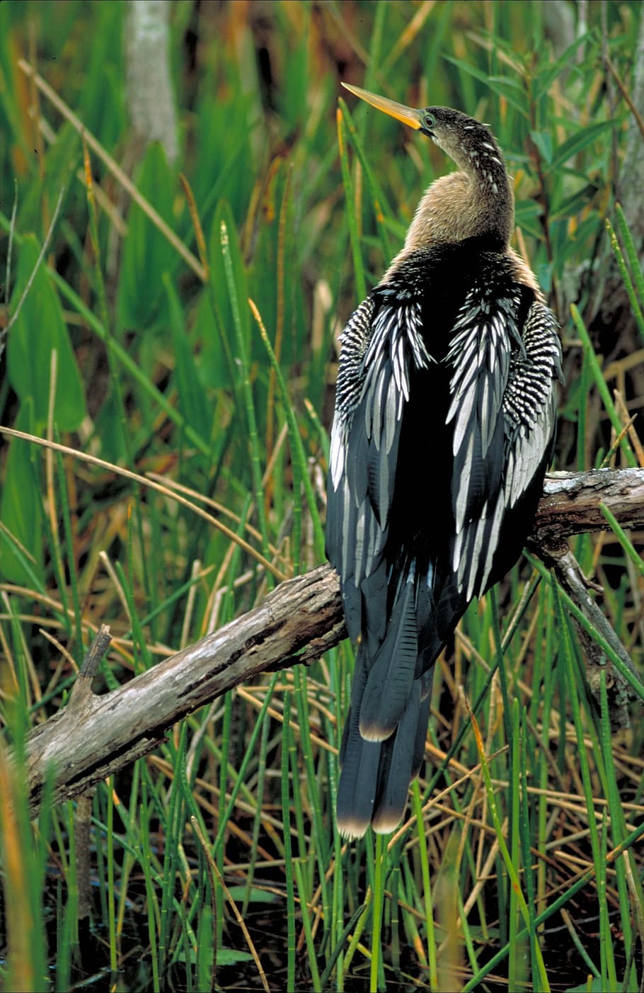 anhinga, ocell, darter, ocell de serp, Snakebird, bussejador, pescador, posat, caçador, aviària, menjar de peix, zones humides, pantà, fauna, avifauna, animals a la natura, fauna animal, un animal, temes d'animals, animal, vertebrats, planta, cap gent, naturalesa, dia, terra, herba, color verd, a l'aire lliure, centrar-se en primer pla, arbre, color negre, camp, 2K