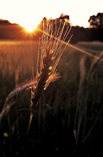 Korn, Feld, Getreide, Ohr, Körner, Feldfrüchte, Ernte, Kornfeld, Sonne, Natur, Landwirtschaft, Weizen, Sommer-, Sonnenuntergang, sonnig, Abend, Stimmung, Beleuchtung, Gegenlicht, abendstimmung, Prag, Dämmerung, Sonnenlicht, Pflanze, Wachstum, Himmel, Fokus auf den Vordergrund, Sonnenstrahl, Land, Nahansicht, Ruhe, Schönheit in der Natur, Linseneffekt, keine Leute, draußen, Getreidepflanze, Stiel, 2K, CC0, gemeinfrei, lizenzfrei