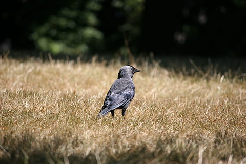 fugl, krage, natur, dyre temaer, dyreliv, dyr i naturen, dyr, hvirveldyr, et dyr, plante, græs, selektiv fokusering, perching, ingen mennesker, udendørs, dag, jord, sidebillede, sort farve, skønhed i naturen, fuld længde, 2K, CC0, offentligt domæne, royaltyfrie