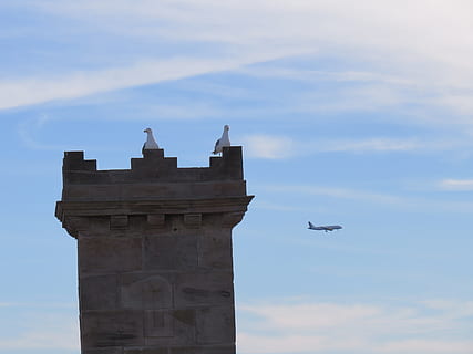 flyve, fly, himmel, rejse, skyer, luft, scene længde, fugl, luft transport, sky - himmel, bygget struktur, lav vinkel visning, arkitektur, ingen mennesker, natur, dag, flyvende, bygning udvendig, luftfartøj, dyr, dyre temaer, hvirveldyr, tårn, dyreliv, transportform, udendørs, 2K, CC0, offentligt domæne, royaltyfrie
