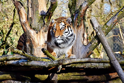 Brun, sort, tiger fotografering, tiger, kat, rovdyr, vild kat, stor kat, farligt, adelig, majestætisk, dyr verden, Zoo, tierpark hellabrunn, feline, træ, dyre temaer, dyr, pattedyr, et dyr, dyreliv, dyr i naturen, plante, hvirveldyr, ingen mennesker, afdeling, natur, carnivora, portræt, dag, udendørs, bakkenbart, undomesticated cat, 4K, CC0, offentligt domæne, royaltyfrie