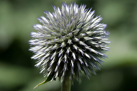 maapallon ohdake, Echinops, komposiitit, kasvisto, kasvi, vihreä, sininen, luonto, lähikuva, kukka, kauneus luonnossa, tuoreus, keskittyä etualalle, hauraus, alttius, kasvu, kukka pää, kukinto, ei ihmisiä, violetti, ohdake, päivä, ulkona, terälehti, kevät, 4K, CC0, public domain, rojaltivapaa