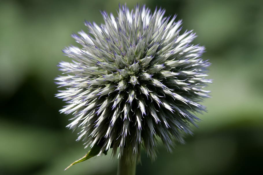 card de globus, echinops, composites, flora, planta, verd, blau, naturalesa, primer pla, flor, planta amb flors, bellesa a la natura, frescor, centrar-se en primer pla, fragilitat, vulnerabilitat, creixement, cap de flor, inflorescència, cap gent, porpra, card, dia, a l'aire lliure, pètal, primavera, 4K